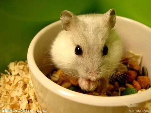 2026年属鼠人1月搬家吉日具体是哪几天？