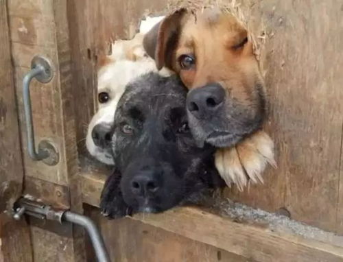 我黼子佩打一生肖，究竟改成了哪个生肖？