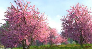 在房子周围种植桃树对风水有影响吗？