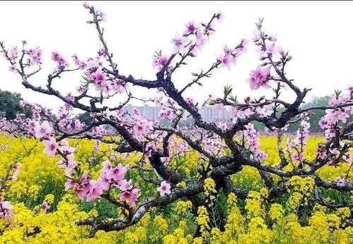 属马射手座2026年三月运势和2025年全年运势及运程具体如何？