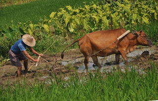 八字中土的运用如何巧妙地改写为中？
