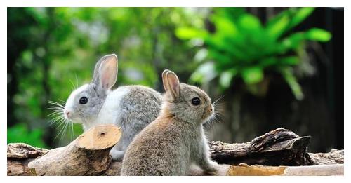 2025年属兔财运如何，佩戴的吉祥物寓意是什么？