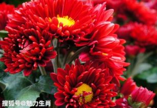 红花生肖指的是哪个生肖，带红花的动物或物品又对应哪个生肖？