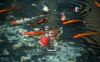 养殖失败的原因剖析