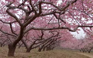 几月份出生的人，在4月15日五行穿衣桃花运势最佳？