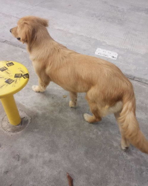 根据狗狗性格起名
