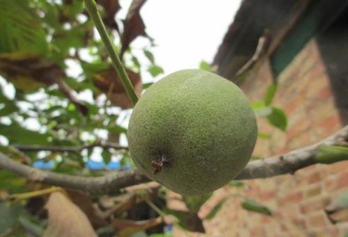 庭院布局与核桃树的位置选择