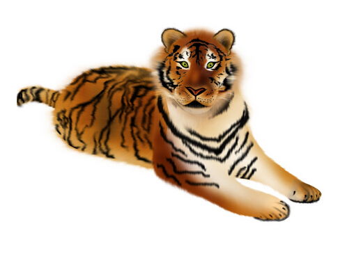 属虎10月5日和10月25日运势分别如何解析？