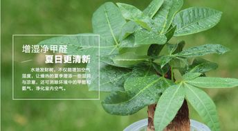 ：植物泛黄之惑——多重因素交织下的生态信号