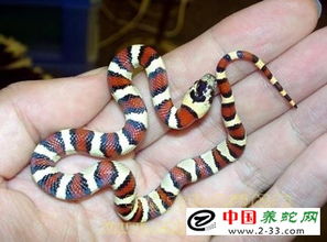 为什么要重视“蛇”的特性？