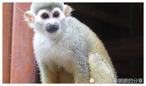 三月猴：自带锦鲤体质