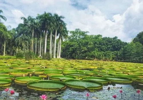 第五站：西双版纳——热成狗的热带雨林