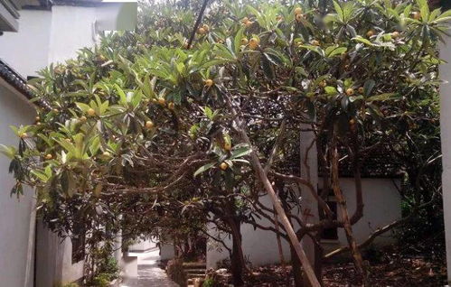 惯与庭院种植核桃树的风水禁忌：避免潜在的不良影响