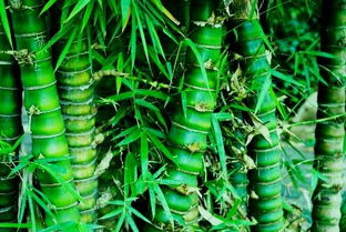 办公室：职场运势的催化与煞气化解