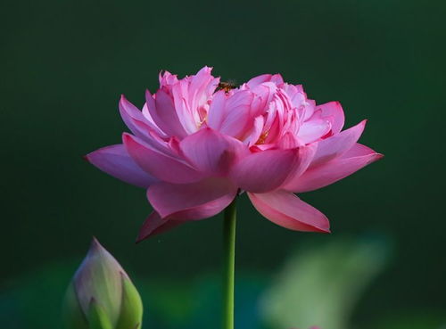 八字究竟可以决定哪些人生命运？八字真的能决定人的一生命运吗？