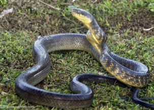 家里进赤练蛇和井中蛇的风水影响如何？