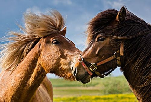 属马2026年哪个月财运最为旺盛，具体是哪几个月份？