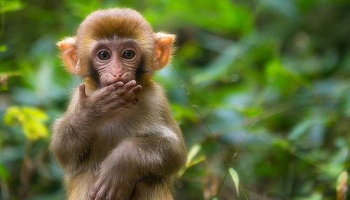 啊！那些让属猴人疯狂尖叫的手串！看完直接裂开！