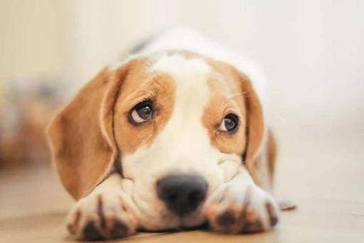 白爪子狗风水上是否吉利，六爪狗传说中寓意何在？