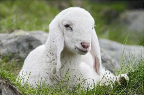 1967年属羊2026年运势详解及运程预测是什么？