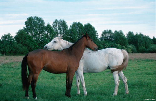 马与猴八字合不合婚，猴遇马封侯是什么意思？
