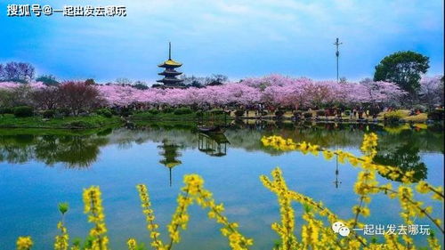 清明踏青赏花游有什么好去处推荐吗？一场让人又爱又恨的春日大逃亡