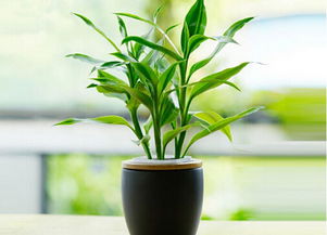 1. 富贵竹（Dracaena sanderiana）