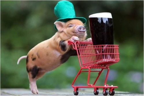 一家之主对应的生肖和准确动物数字分别是什么？