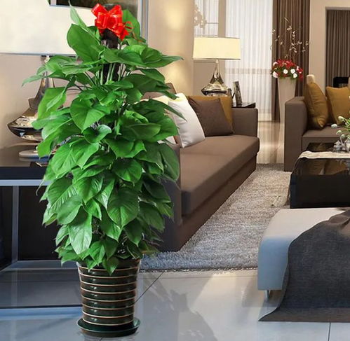 2. 常用吉祥绿植及其象征意义