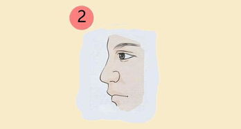 鼻相与夫妇运势的关联性