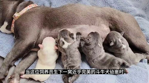 1.1 初始尖叫与恐慌感知
