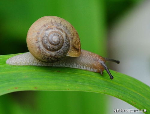 梦见蝉蜕壳预示着什么吉凶？