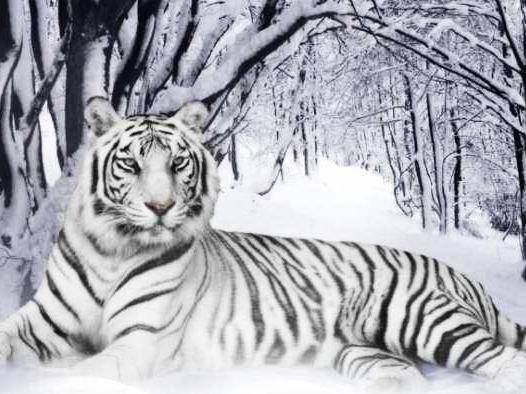 凶年猛兽属哪个生肖？凶肖通常指哪个生肖？