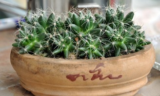 门口种仙人掌风水改写吉凶如何？