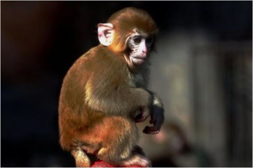 1992年属猴的人2026年会有子女缘，2026年能生儿子吗？