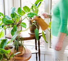 三、 象征性摆设及绿色植物之功能阐释