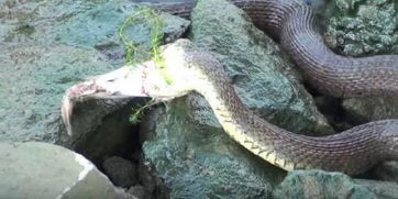 梦见钓鱼却钓到蛇，这究竟预示着什么不祥的征兆？