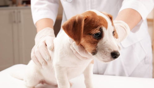 八字缺土的人适合养狗吗？有没有什么依据或建议？