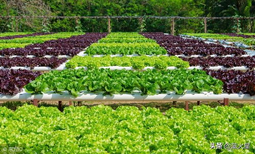 阳台种植韭菜是否符合风水学上的适宜条件？