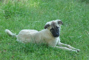 梦见死去的狗是预示着好运的到来吗？