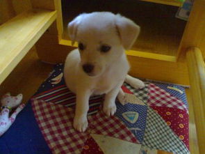 胎梦中出现一只小白狗，这是怎么回事呢？