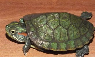 风水学里乌龟算鱼吗？鱼乌龟视频大全都有哪些？