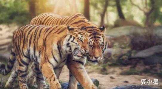 10月份出生的老虎生肖有什么特殊含义吗？