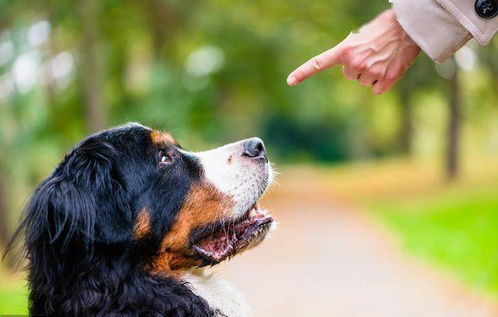 狗的克星第一名最怕什么，竟然能让它闻风丧胆？