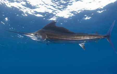 ：食用鱼类平安性之系统性考察