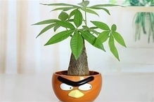 不同属相专属的旺运植物