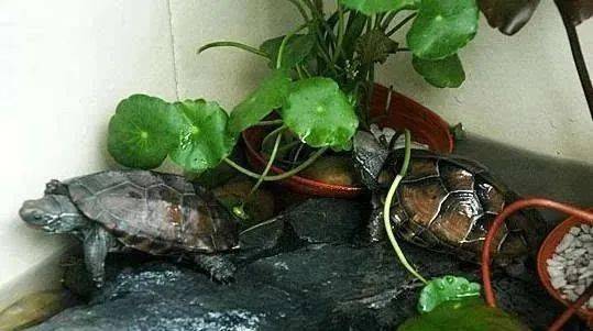 3. 四只龟：四象护卫与文昌之运