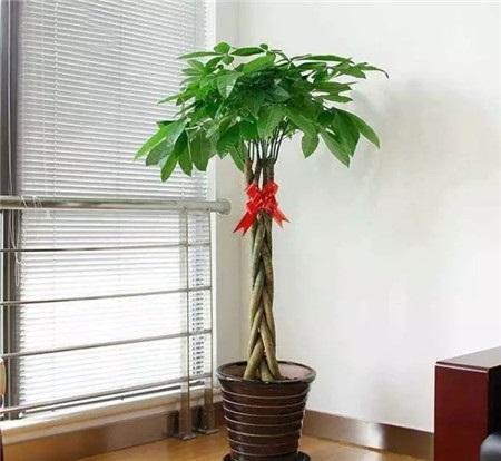 客厅养发财树，如何注意养护细节让大气寓意梗佳？