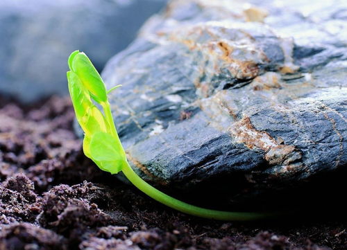 我为什么会梦见脚踩着厚厚的绿草呢？