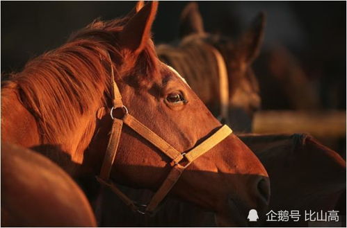 属马女人在感情中是否狠心，佩戴什么饰品能增强运势？